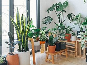 viele Topfpflanzen stehen in einer Ecke zwischen Fenster und Wand